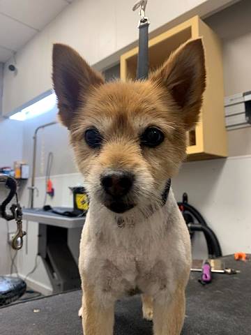 Dog