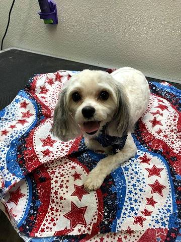 Dog