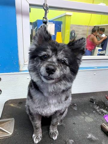 Dog Washing Services