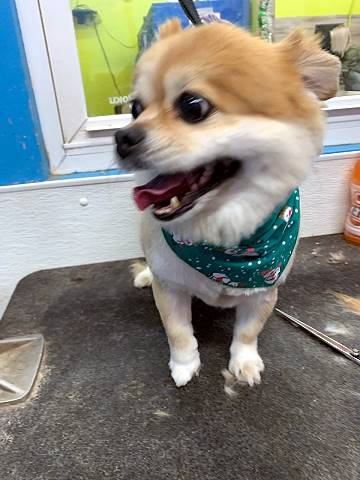 Dog