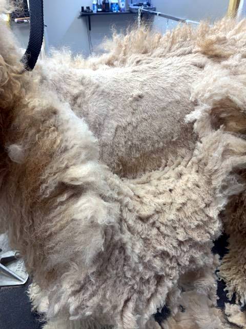 Dog Coat Care - Mats