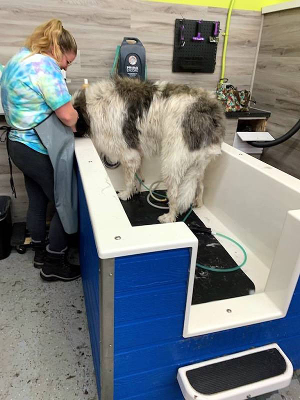 Dog Washing Services