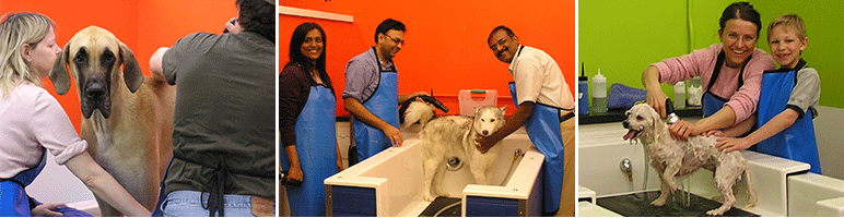 Dog Grooming