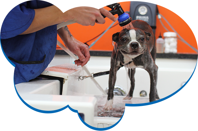 Dog Bath