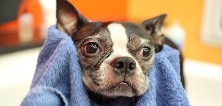 Why Groom Your Dog